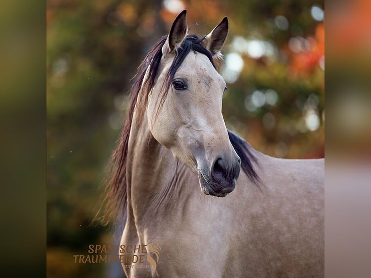 PRE Croisé Jument 4 Ans 158 cm Buckskin in Traventhal