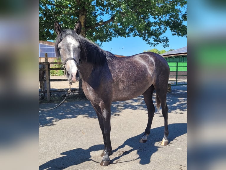 PRE Croisé Jument 4 Ans 158 cm Gris (bai-dun) in Karlshuld