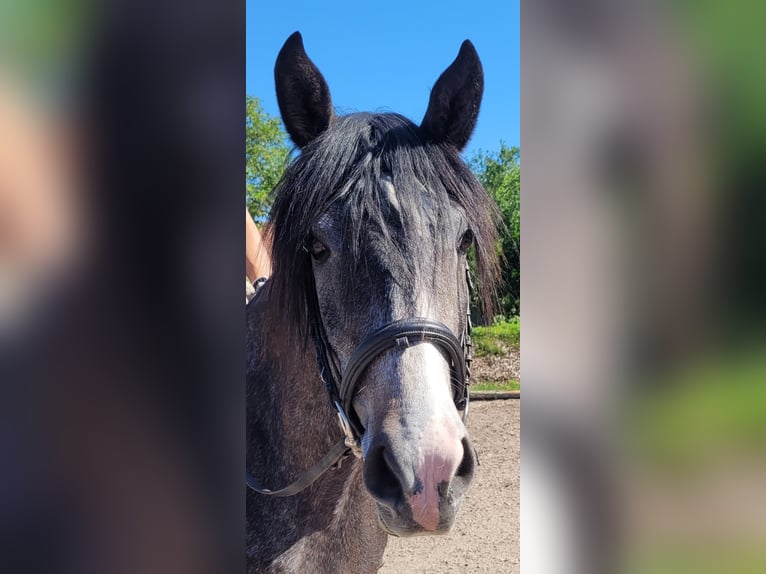 PRE Croisé Jument 4 Ans 158 cm Gris (bai-dun) in Karlshuld