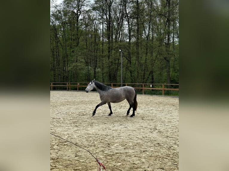 PRE Croisé Jument 4 Ans 158 cm Gris in Leichlingen