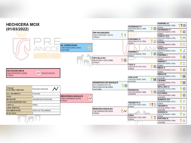 PRE Croisé Jument 4 Ans 158 cm Gris in Wiebelsheim