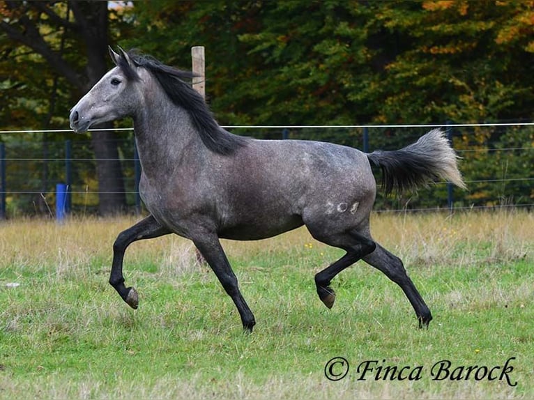 PRE Croisé Jument 4 Ans 158 cm Gris in Wiebelsheim