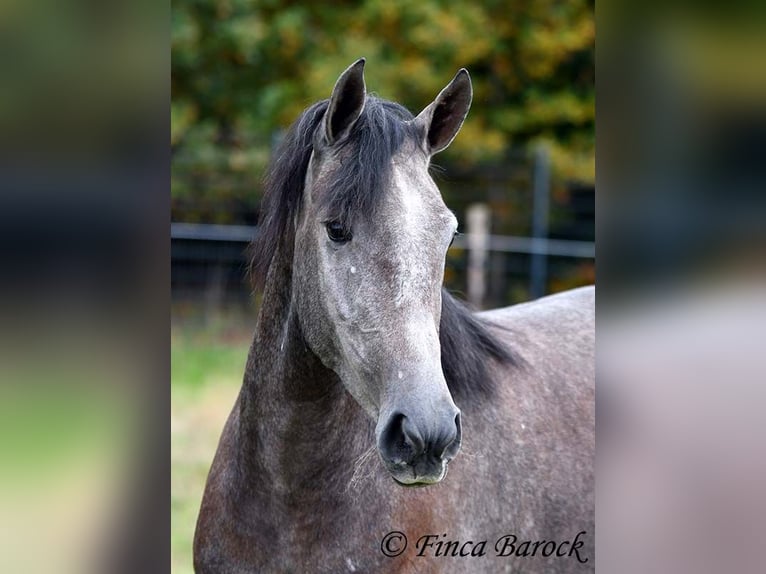 PRE Croisé Jument 4 Ans 158 cm Gris in Wiebelsheim