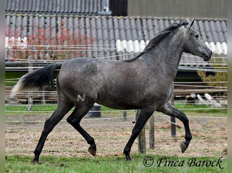 PRE Croisé Jument 4 Ans 158 cm Gris in Wiebelsheim
