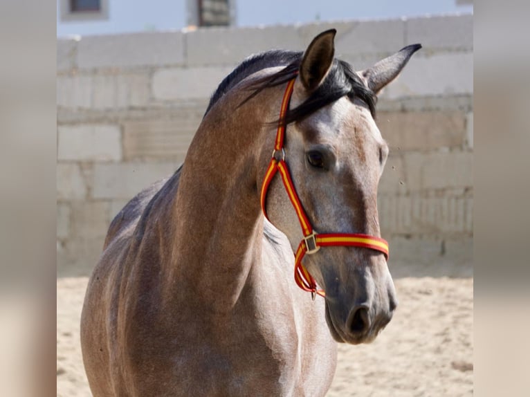 PRE Jument 4 Ans 158 cm Gris in Traventhal