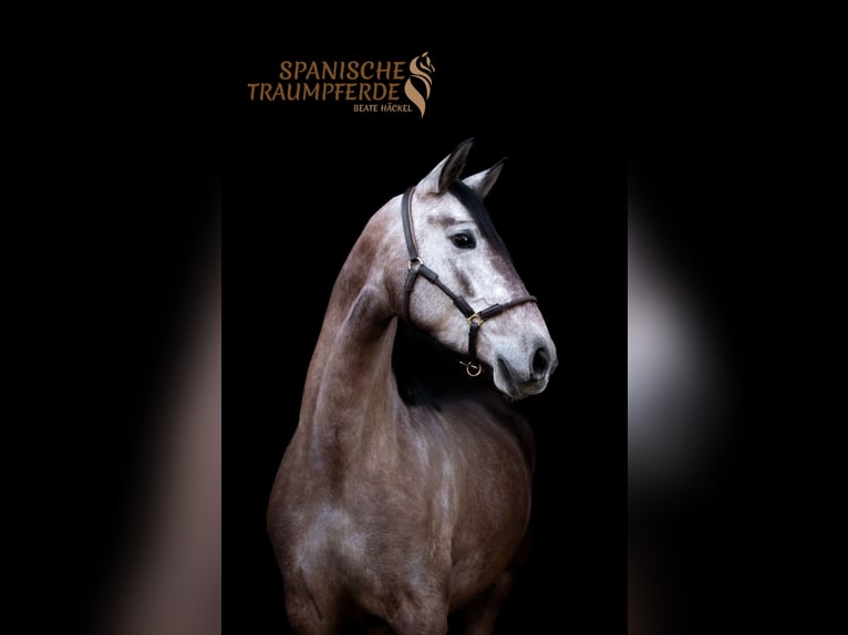 PRE Jument 4 Ans 158 cm Gris in Traventhal