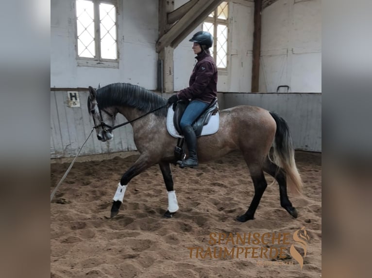 PRE Jument 4 Ans 158 cm Gris in Traventhal