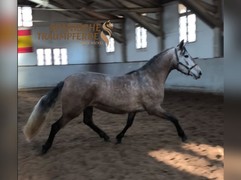 PRE Croisé Jument 4 Ans 158 cm Gris in Traventhal