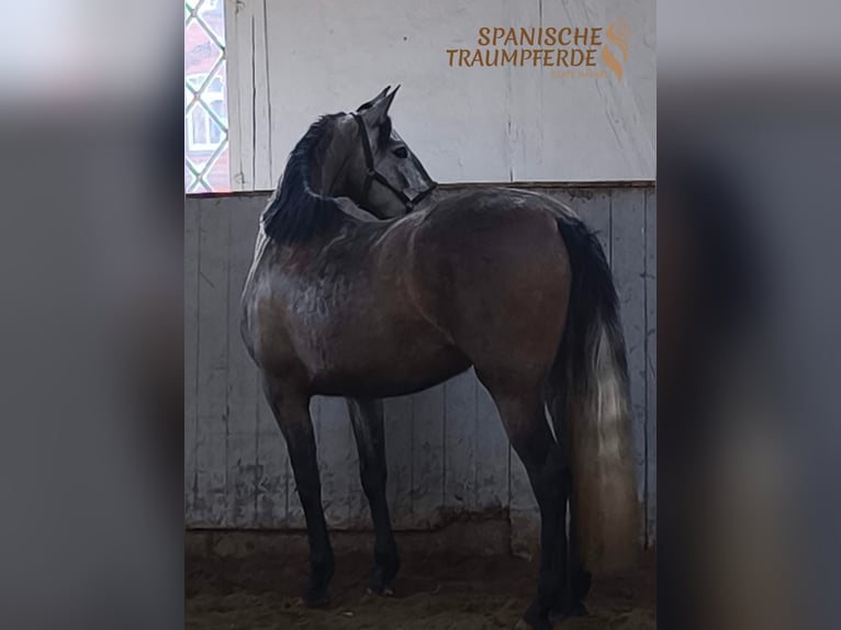 PRE Croisé Jument 4 Ans 158 cm Gris in Traventhal