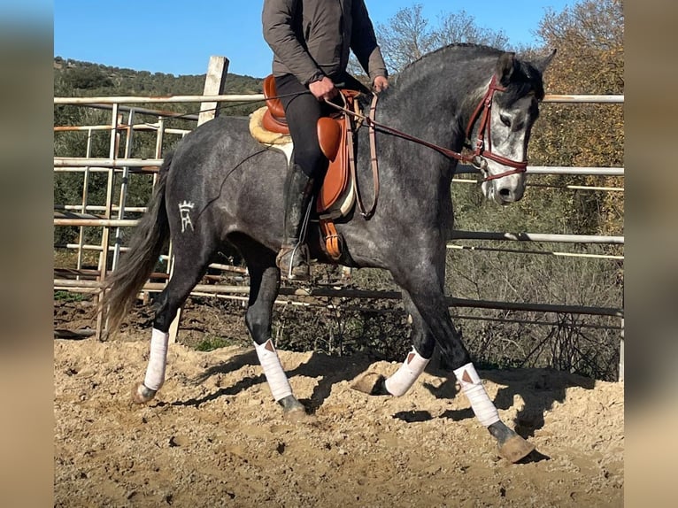 PRE Croisé Jument 4 Ans 158 cm Gris pommelé in Martfeld