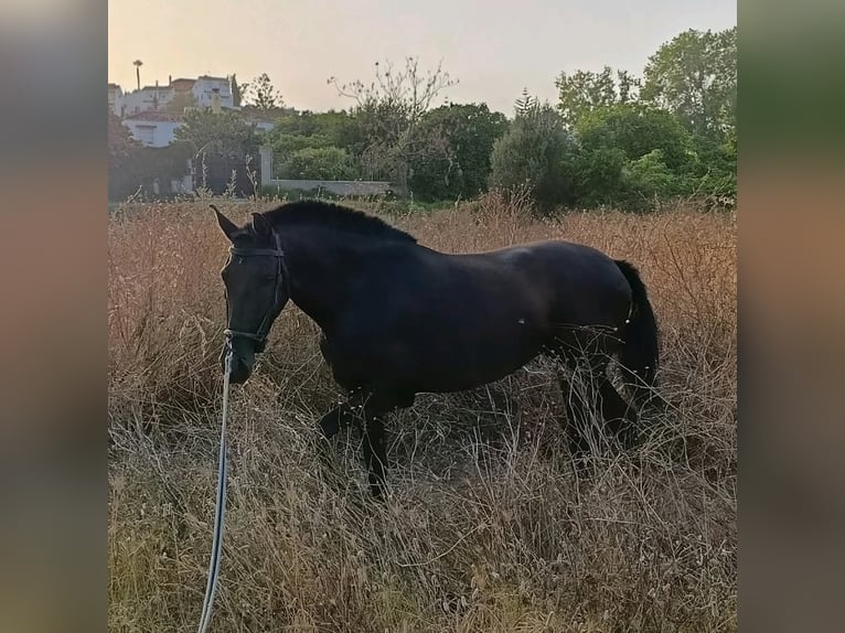PRE Jument 4 Ans 158 cm Noir in Camino Real (Casabermeja)