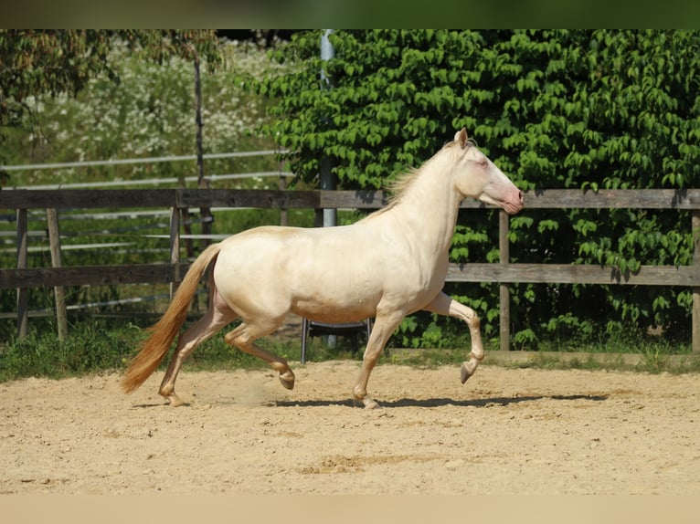 PRE Jument 4 Ans 158 cm Perlino in Waldshut-Tiengen