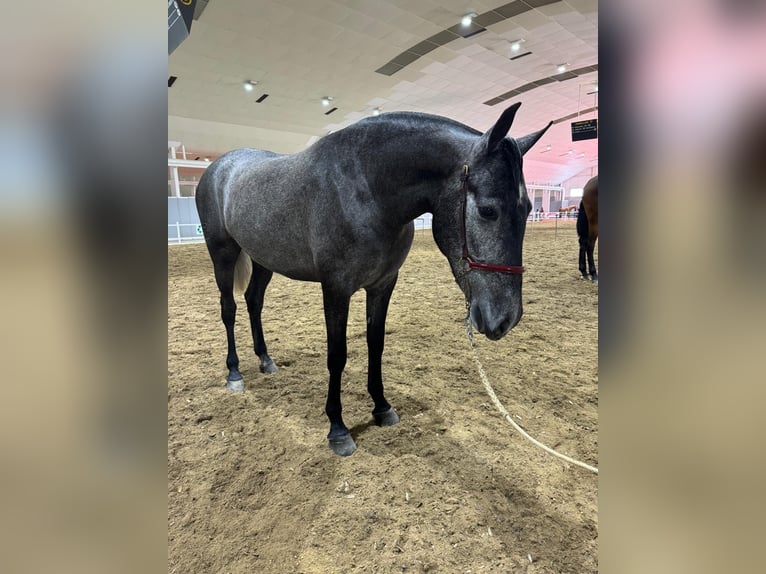 PRE Croisé Jument 4 Ans 158 cm Rouan bleu in Valencia