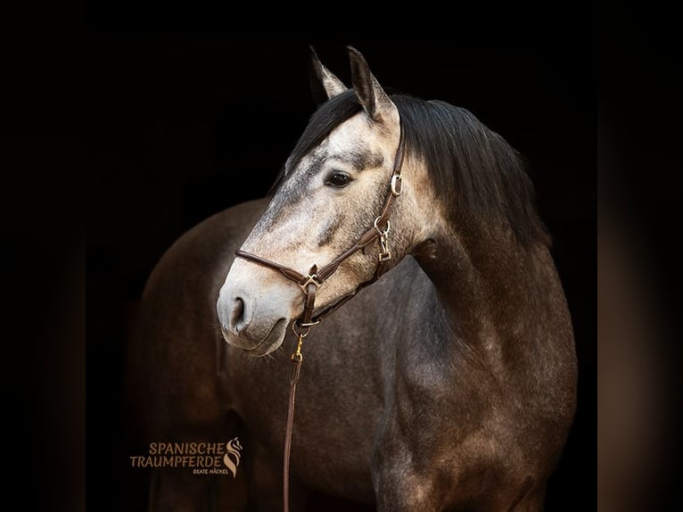PRE Jument 4 Ans 159 cm Gris in Traventhal