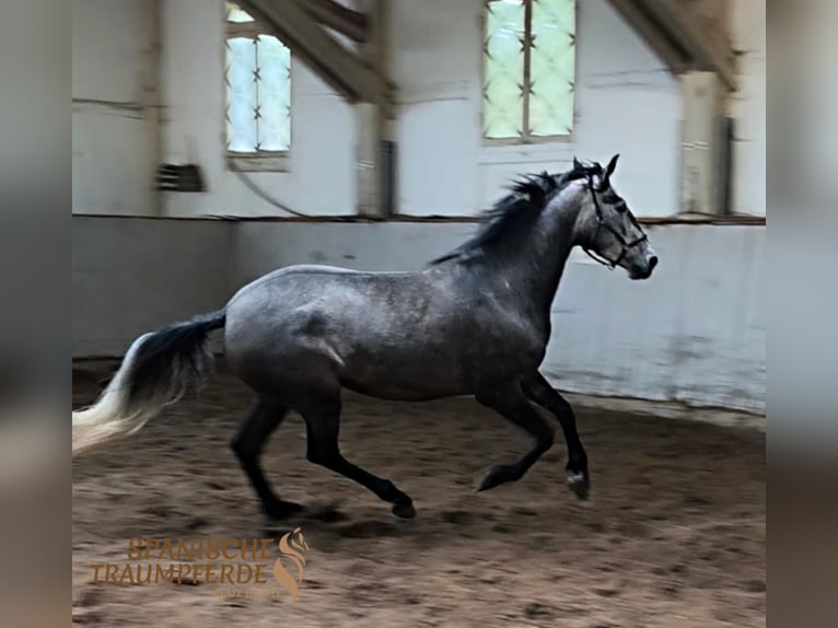 PRE Jument 4 Ans 159 cm Gris in Traventhal
