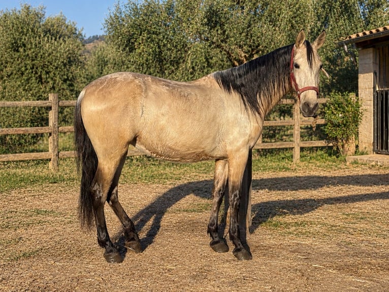 PRE Croisé Jument 4 Ans 159 cm Isabelle in Palma De Mallorca