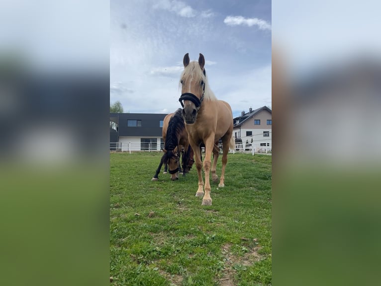 PRE Croisé Jument 4 Ans 159 cm Palomino in Lochen am See