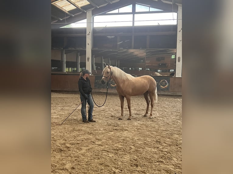 PRE Croisé Jument 4 Ans 159 cm Palomino in Lochen am See