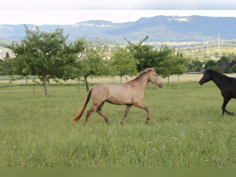 PRE Jument 4 Ans 159 cm Perle in Balingen