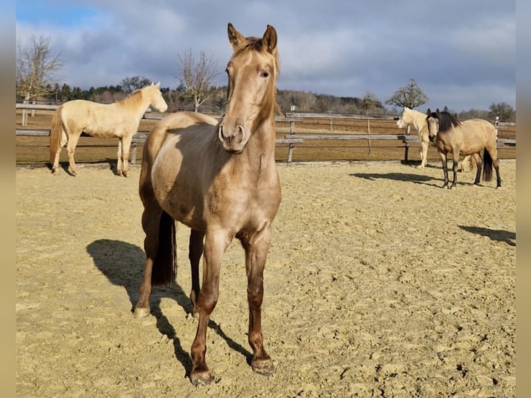 PRE Jument 4 Ans 159 cm Perle in Balingen