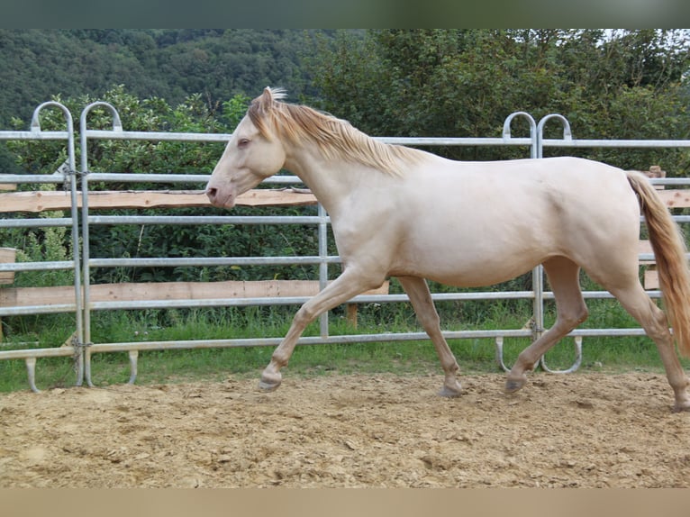 PRE Croisé Jument 4 Ans 159 cm Perlino in Brauweiler