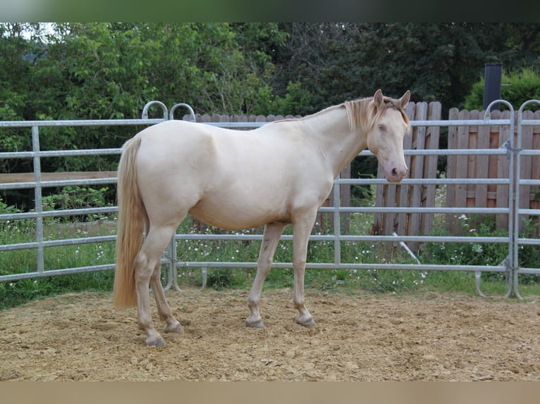 PRE Croisé Jument 4 Ans 159 cm Perlino in Brauweiler