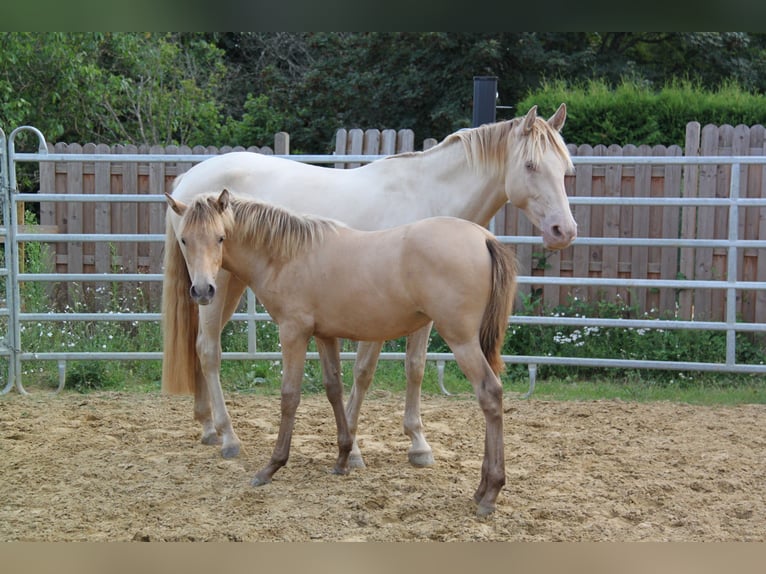 PRE Croisé Jument 4 Ans 159 cm Perlino in Brauweiler