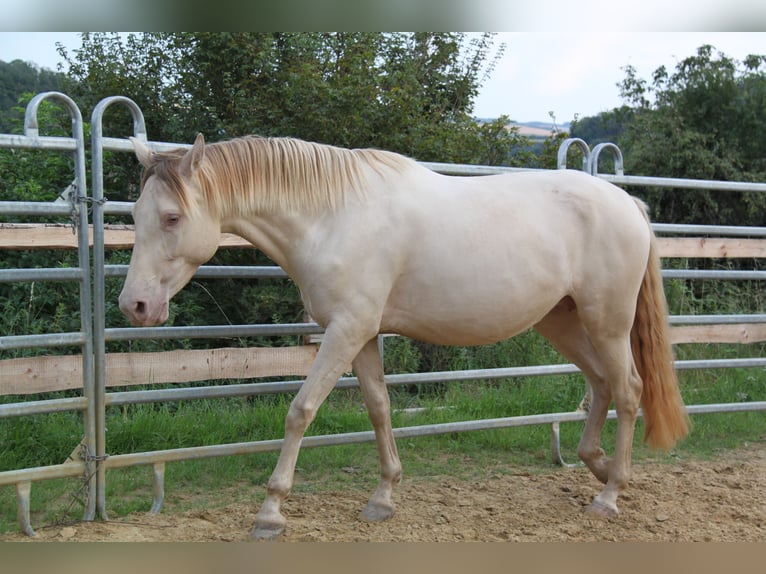 PRE Croisé Jument 4 Ans 159 cm Perlino in Brauweiler