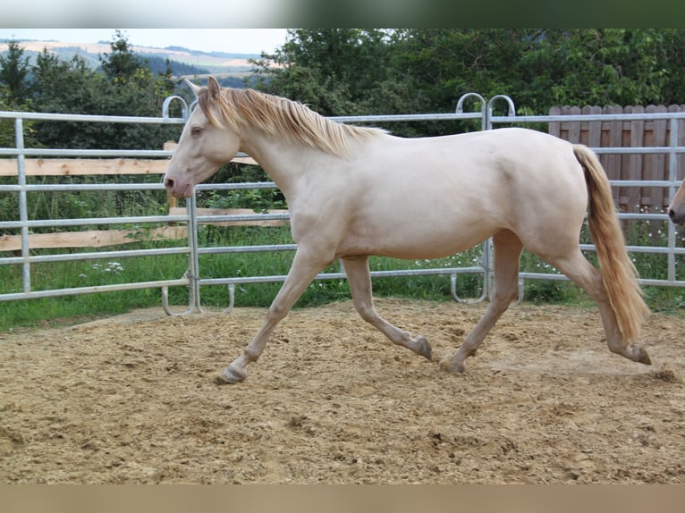 PRE Croisé Jument 4 Ans 159 cm Perlino in Brauweiler