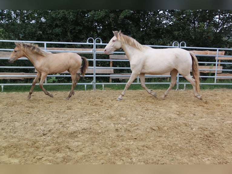 PRE Croisé Jument 4 Ans 159 cm Perlino in Brauweiler