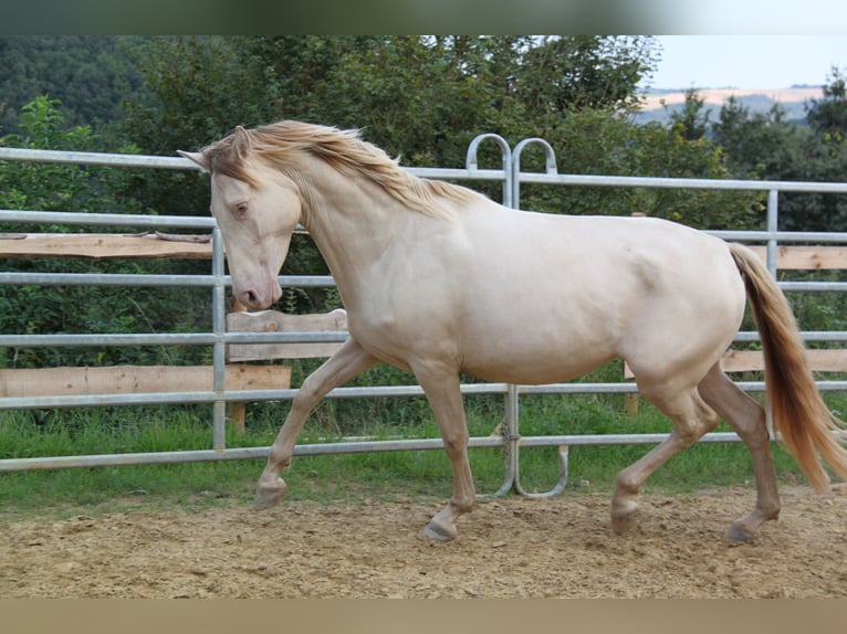 PRE Croisé Jument 4 Ans 159 cm Perlino in Brauweiler