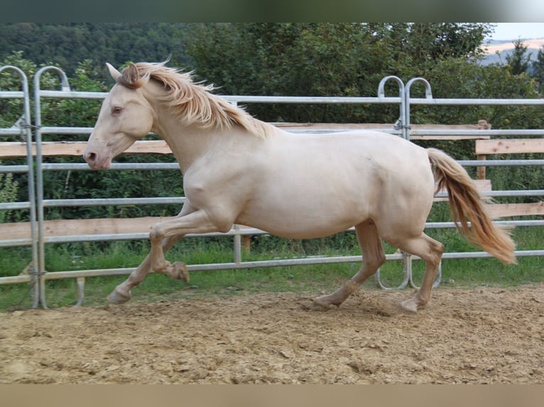 PRE Croisé Jument 4 Ans 159 cm Perlino in Brauweiler