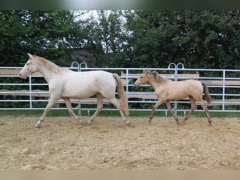 PRE Croisé Jument 4 Ans 159 cm Perlino in Brauweiler