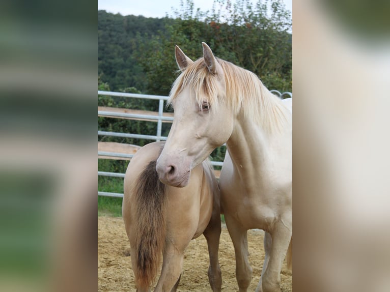 PRE Croisé Jument 4 Ans 159 cm Perlino in Brauweiler