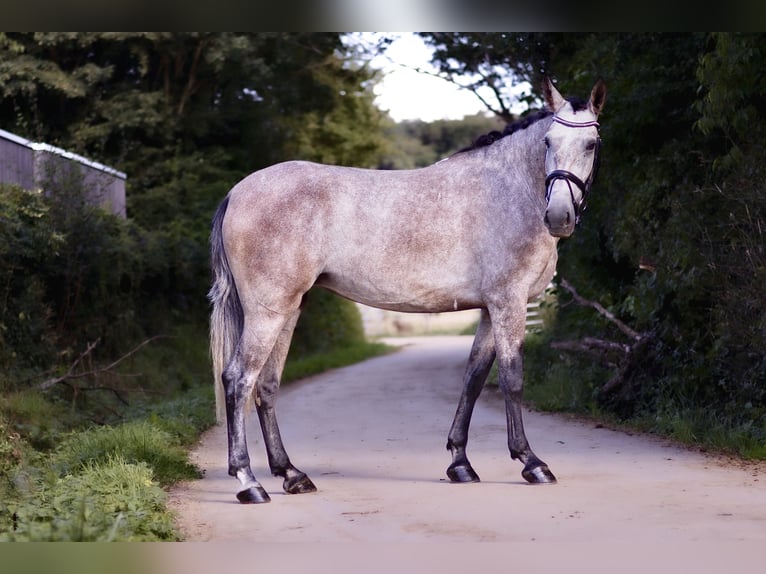 PRE Jument 4 Ans 160 cm Aubère in Roeser