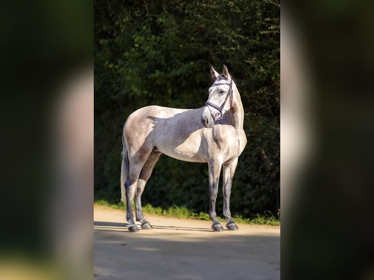 PRE Jument 4 Ans 160 cm Aubère in Roeser