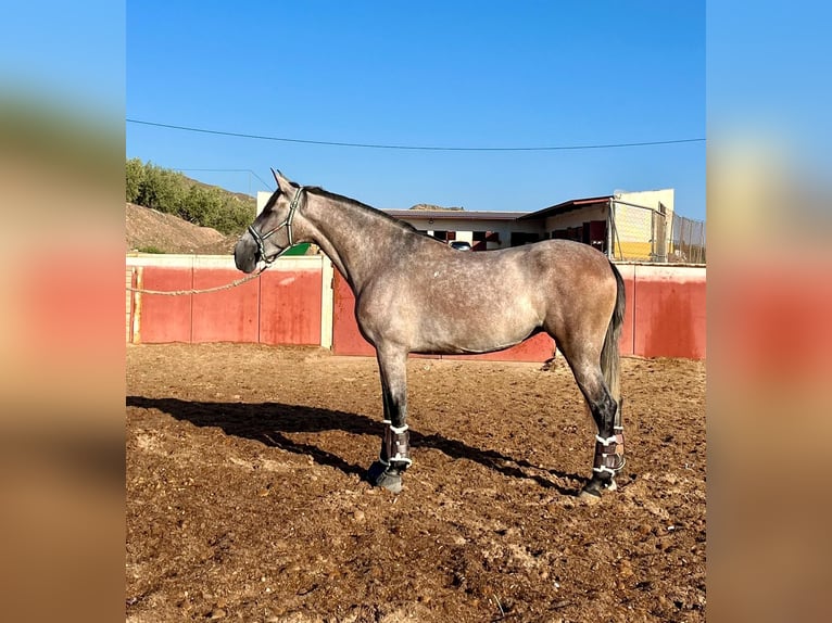 PRE Jument 4 Ans 160 cm Aubère in Roeser