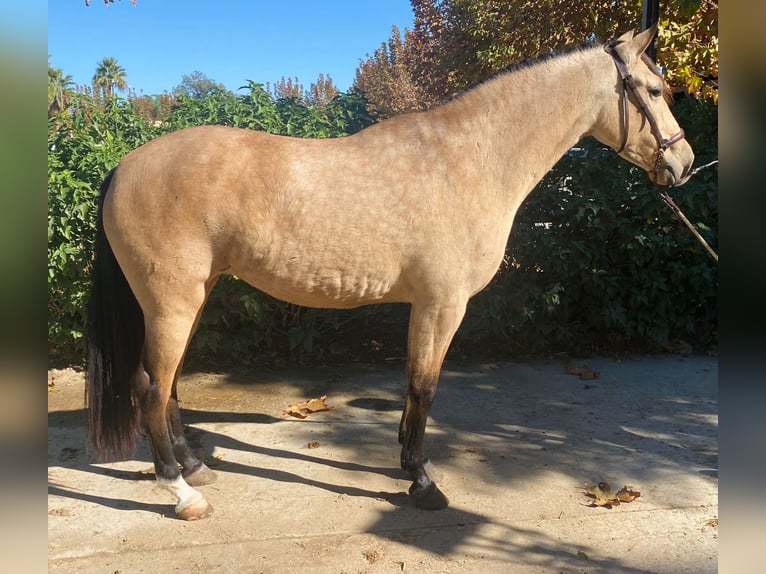 PRE Croisé Jument 4 Ans 160 cm Bai cerise in Malaga