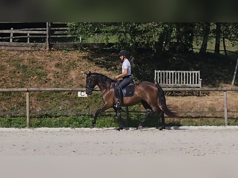 PRE Croisé Jument 4 Ans 160 cm Bai in Limoges