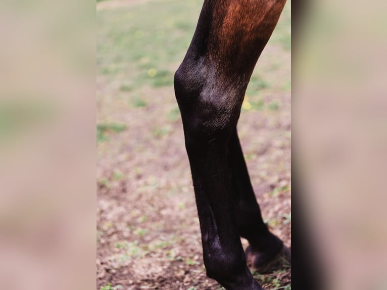 PRE Jument 4 Ans 160 cm Bai in Wingene