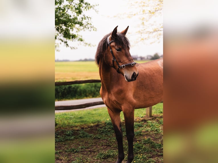 PRE Jument 4 Ans 160 cm Bai in Wingene