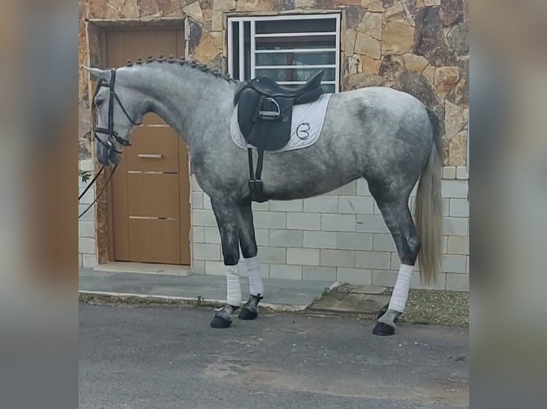 PRE Jument 4 Ans 160 cm Gris in Malaga