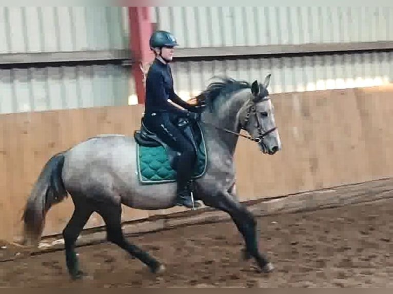 PRE Croisé Jument 4 Ans 160 cm Gris in Drage