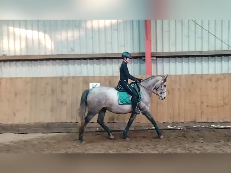 PRE Croisé Jument 4 Ans 160 cm Gris in Drage