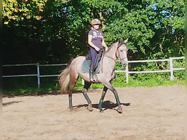 PRE Croisé Jument 4 Ans 160 cm Gris in Drage