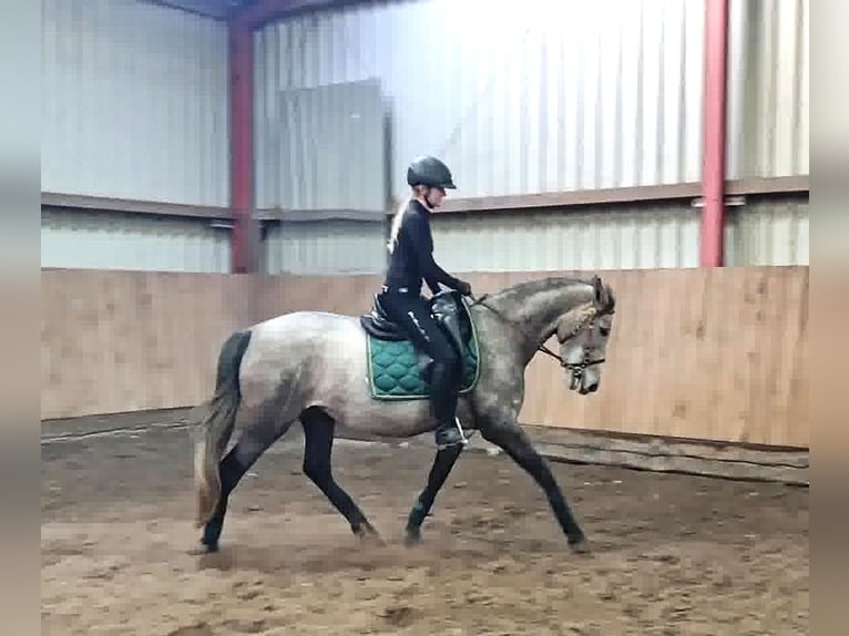 PRE Croisé Jument 4 Ans 160 cm Gris in Drage