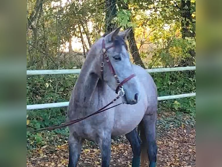 PRE Croisé Jument 4 Ans 160 cm Gris in Drage