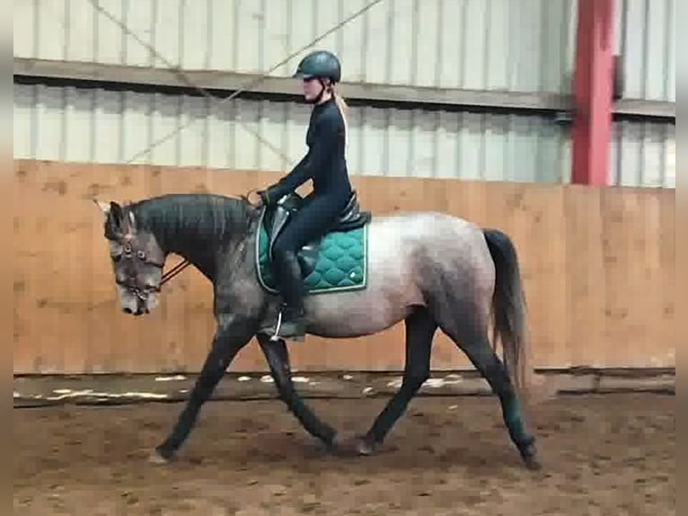 PRE Croisé Jument 4 Ans 160 cm Gris in Drage