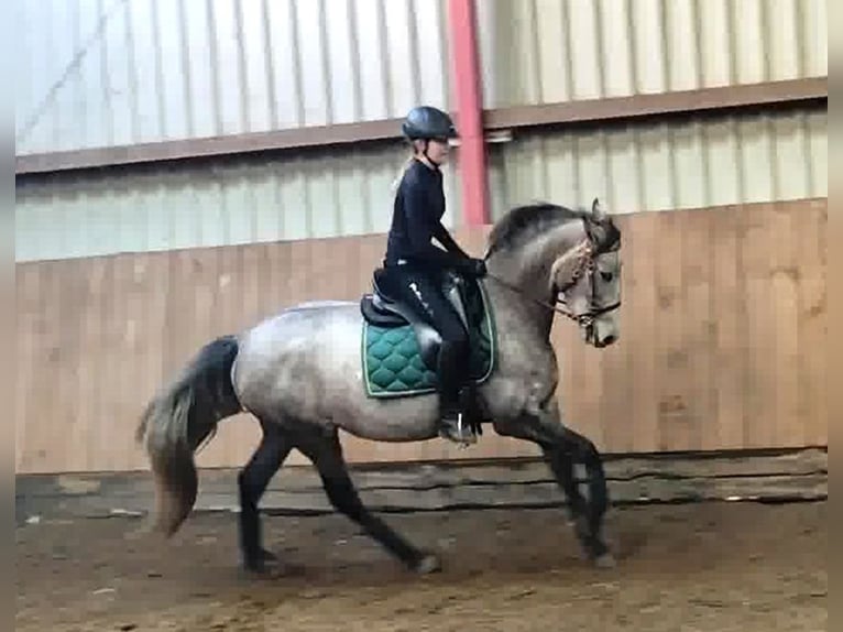 PRE Croisé Jument 4 Ans 160 cm Gris in Drage