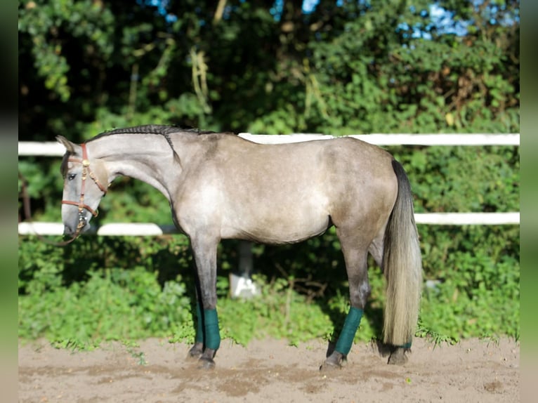 PRE Croisé Jument 4 Ans 160 cm Gris in Drage